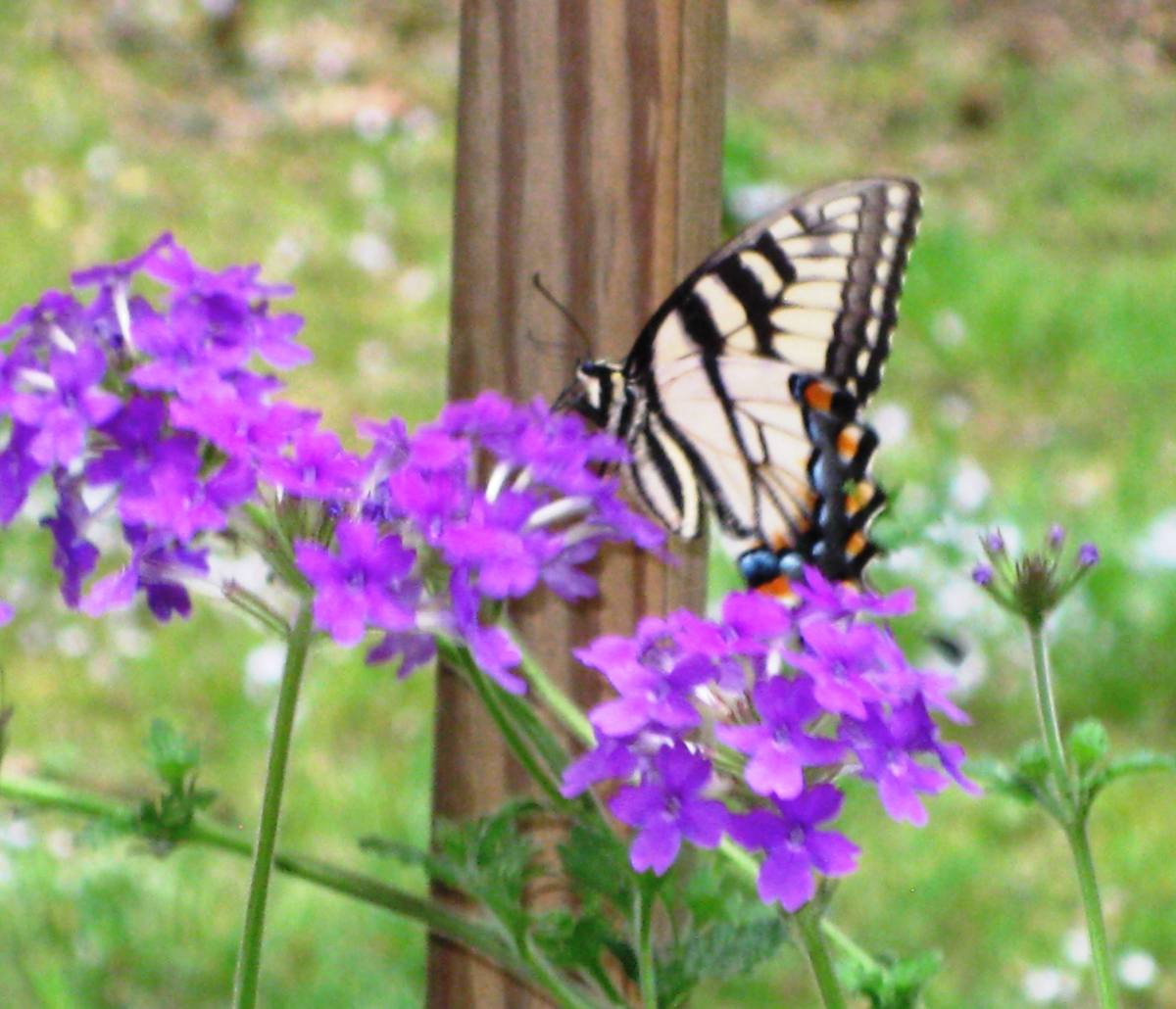 First Swallowtail in 2013 backyard photos, by Rosa Blue for Green Healing Notes, the Blog!