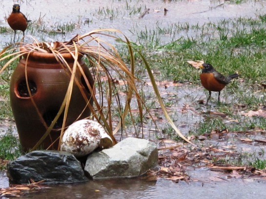 Two Red-breasted stand near rocks and planter during rain storm