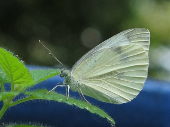 The white butterfly that healed my heart!