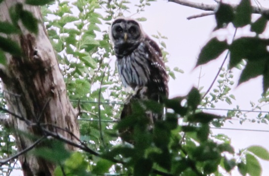 Barred Owl hissing and hunting